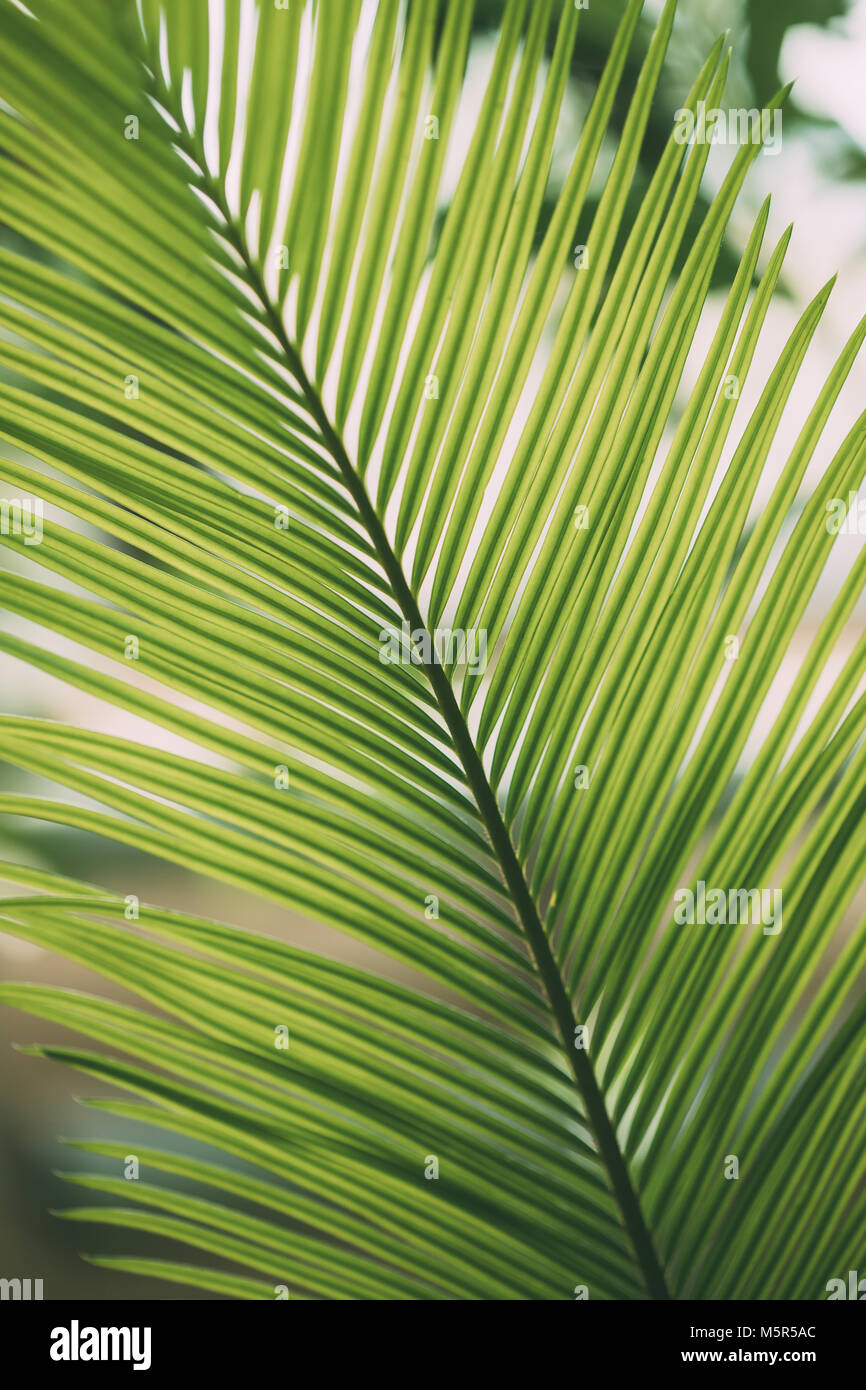 Feuilles vertes de Cycas revoluta dans jardin botanique. Banque D'Images