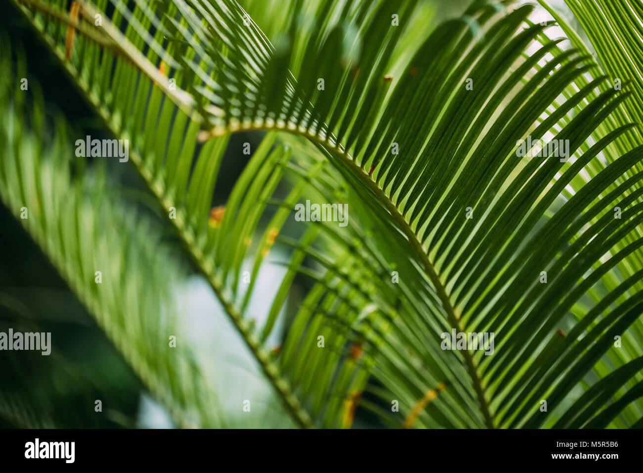 Feuilles vertes de Cycas revoluta dans jardin botanique. Banque D'Images
