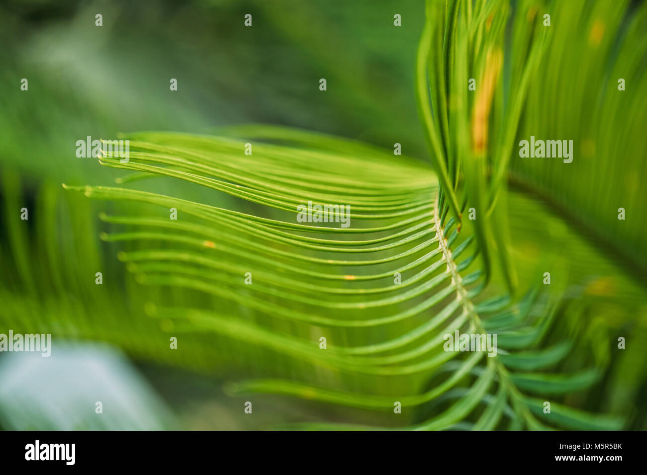 Feuilles vertes de Cycas revoluta dans jardin botanique. Banque D'Images