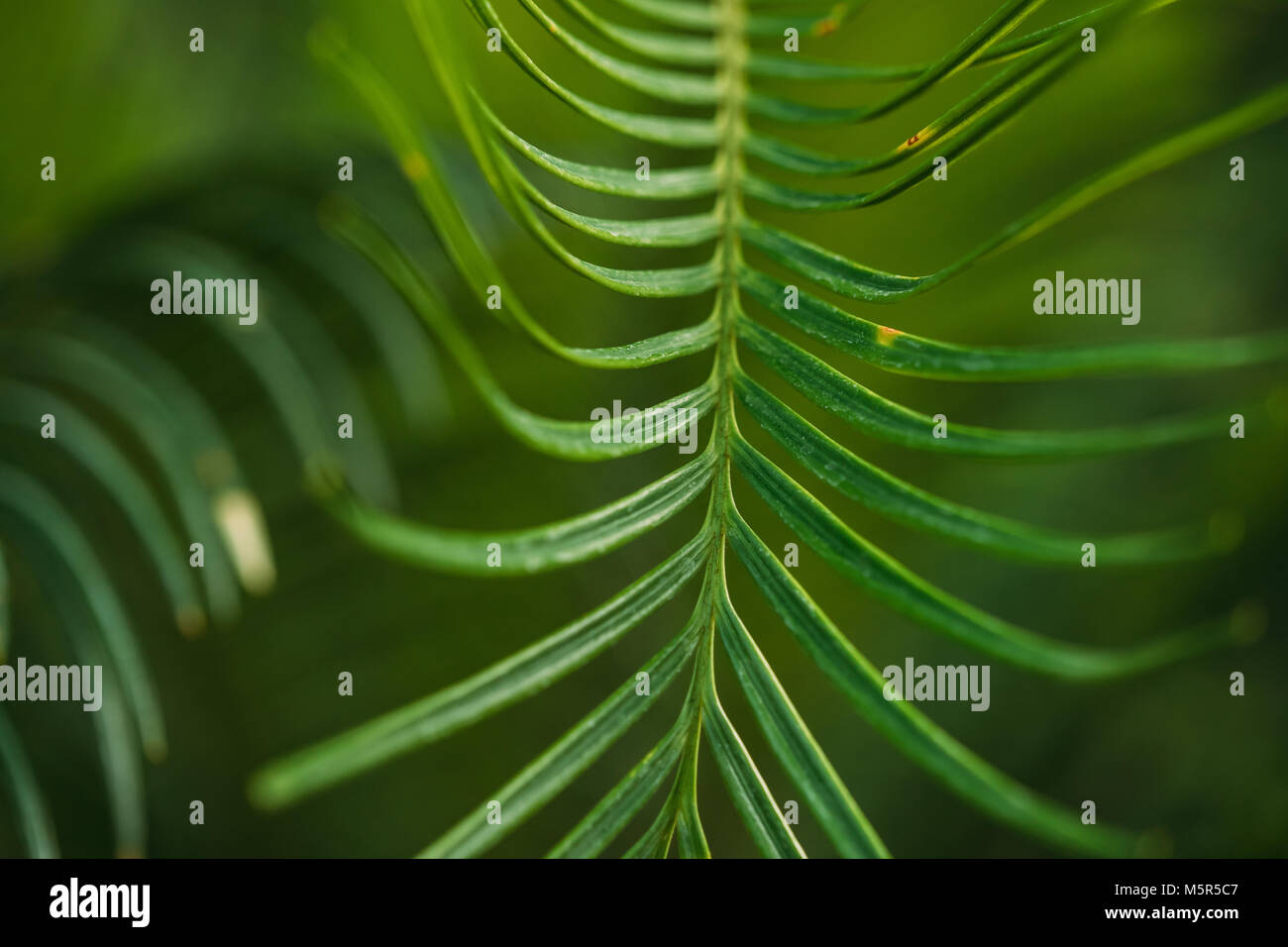 Feuilles vertes de Cycas revoluta dans jardin botanique. Banque D'Images