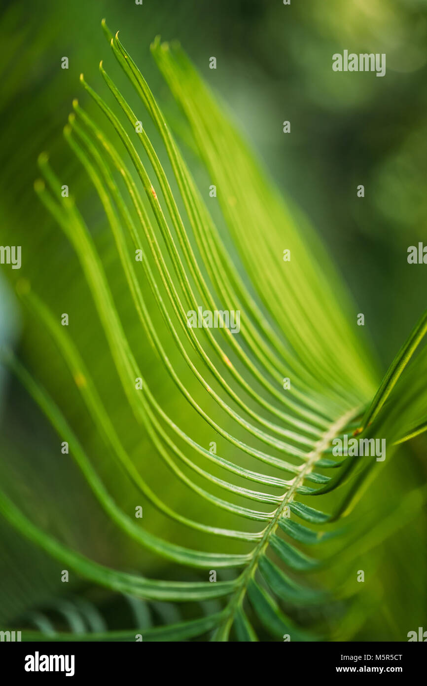 Feuilles vertes de Cycas revoluta dans jardin botanique. Banque D'Images