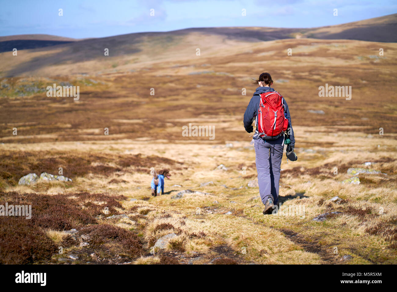 Un randonneur et son chien sur le sommet du Carrock est tombé dans l'Caldbeck Fells, Lake District, UK. Banque D'Images
