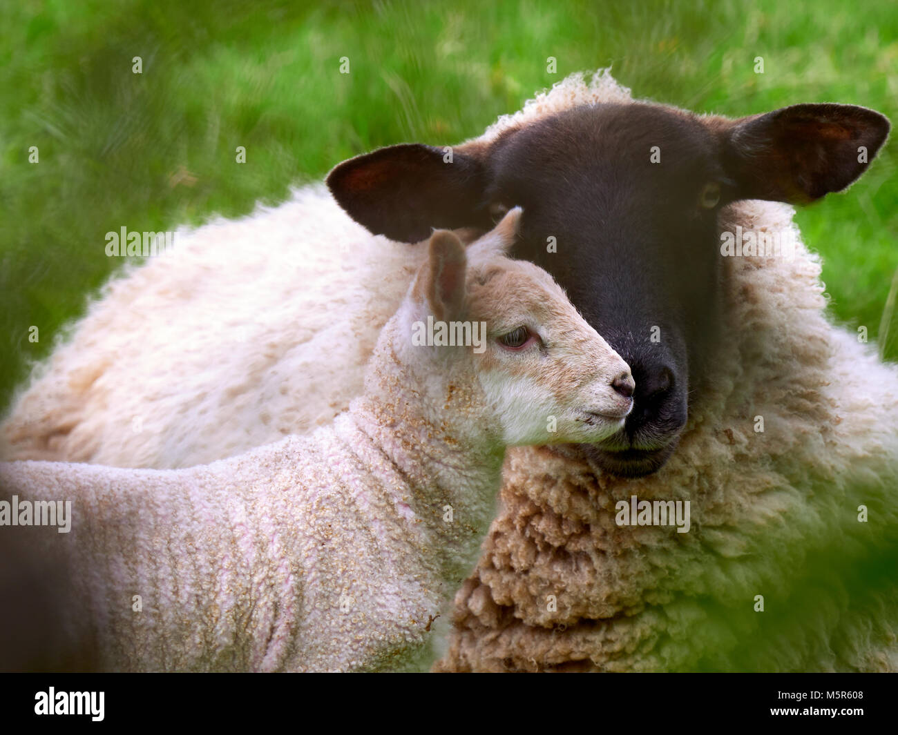 Les brebis avec leurs petits agneaux dans un champ vert au printemps dans la campagne anglaise. L'élevage, l'agriculture de montagne. Banque D'Images