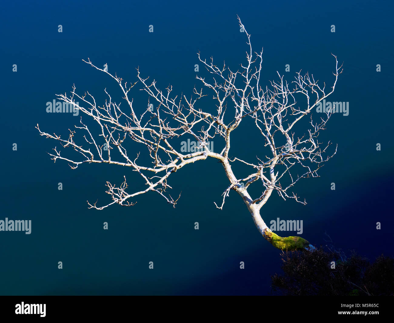 Image abstraite d'un arbre nu en hiver sur une journée ensoleillée avec les eaux bleues de Bowscale Tarn derrière elle. Banque D'Images
