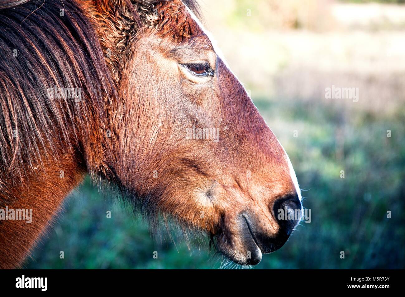 La tête d'un cheval de ferme Brown dans le Peak District du Derbyshire, Royaume-Uni Banque D'Images