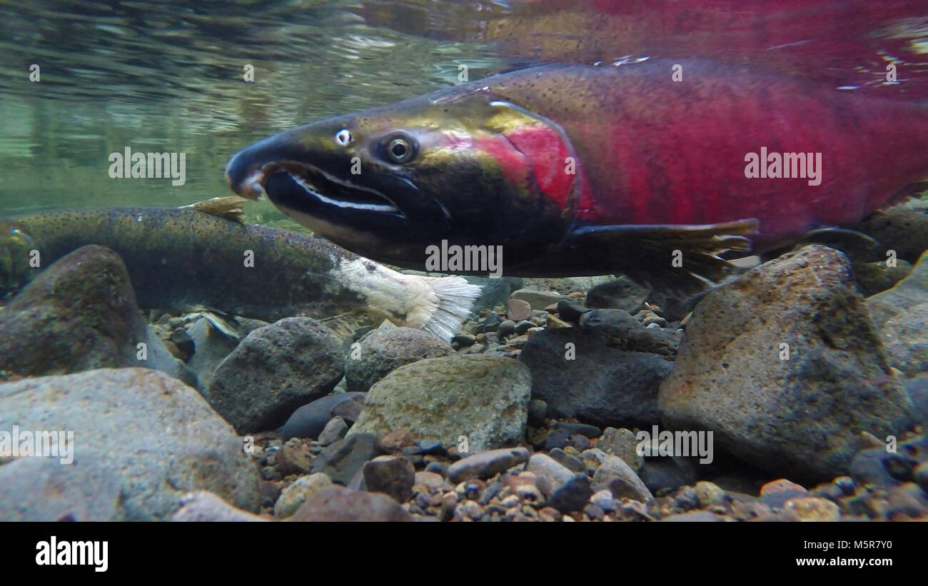 Salmon . Besoin de saumon froid, les ruisseaux et les rivières pour frayer. La modification du débit des cours d'eau et le réchauffement des eaux dans la région du Nord-Ouest du Pacifique ont déjà une incidence des espèces et des populations de saumons. Des températures plus élevées ont également conduit un saumon nuisibles parasite pour envahir l'Alaska Yukon River. Ainsi tandis que le saumon peut actuellement être sur le menu, le changement climatique devrait avoir des répercussions sur les principales industries de la pêche commerciale et récréative dans les années à venir. Banque D'Images