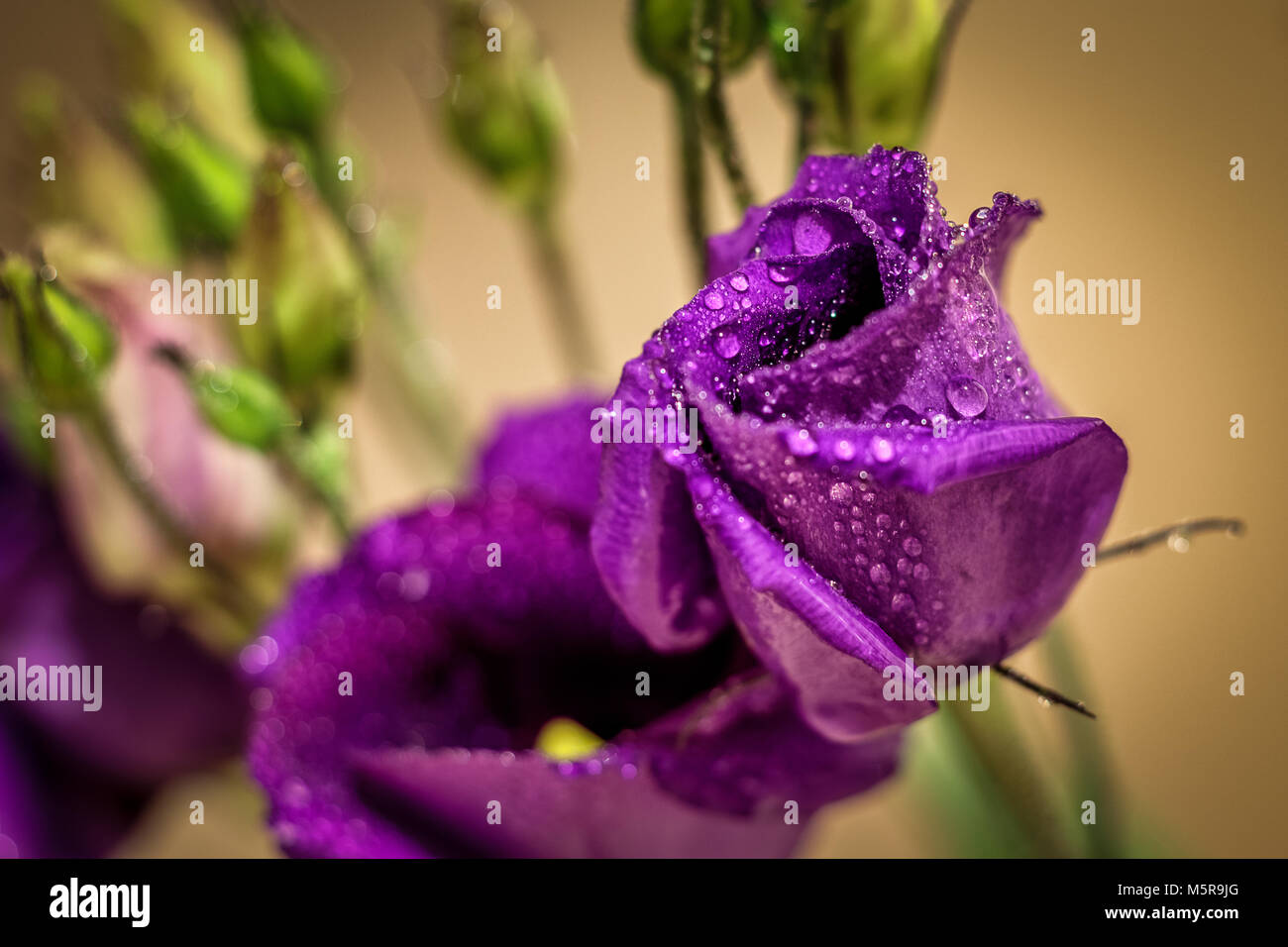 (Lisianthus eustoma/gentiane blanche) recouvert d'eau gouttes macro close up shot Banque D'Images