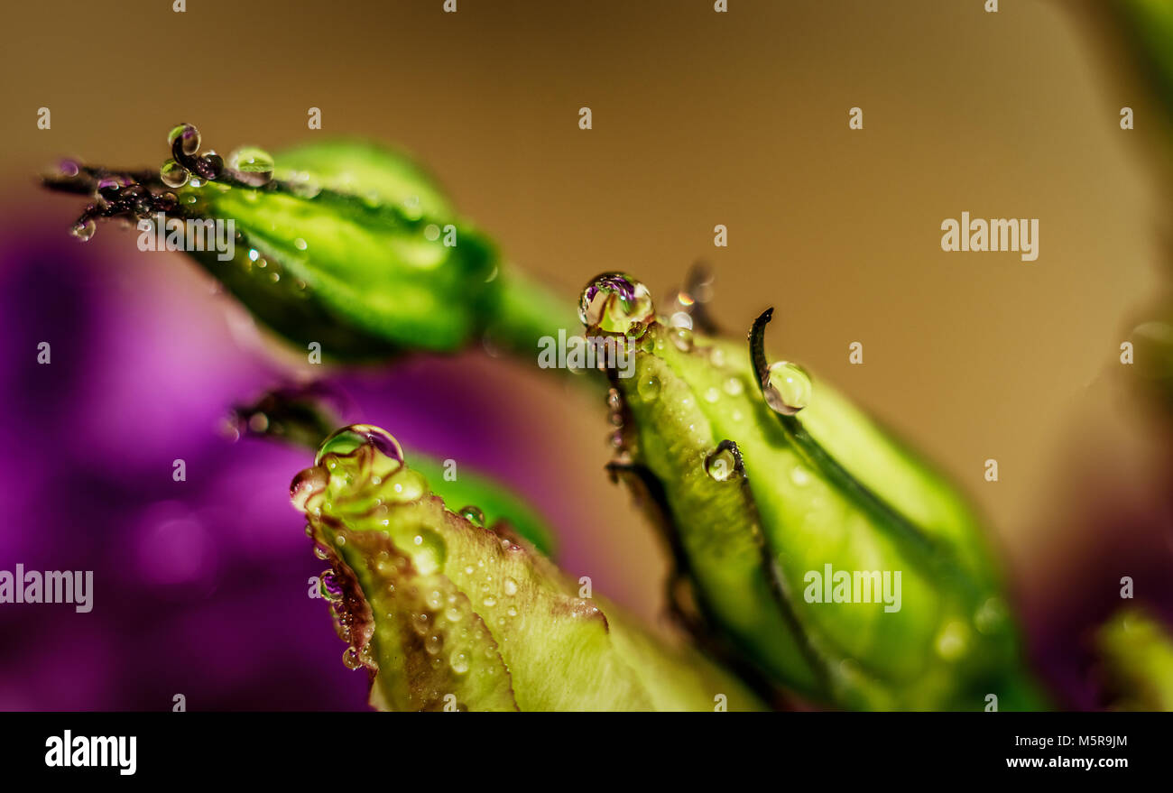 (Lisianthus eustoma/gentiane blanche) bud couverts avec de l'eau gouttes macro close up shot Banque D'Images