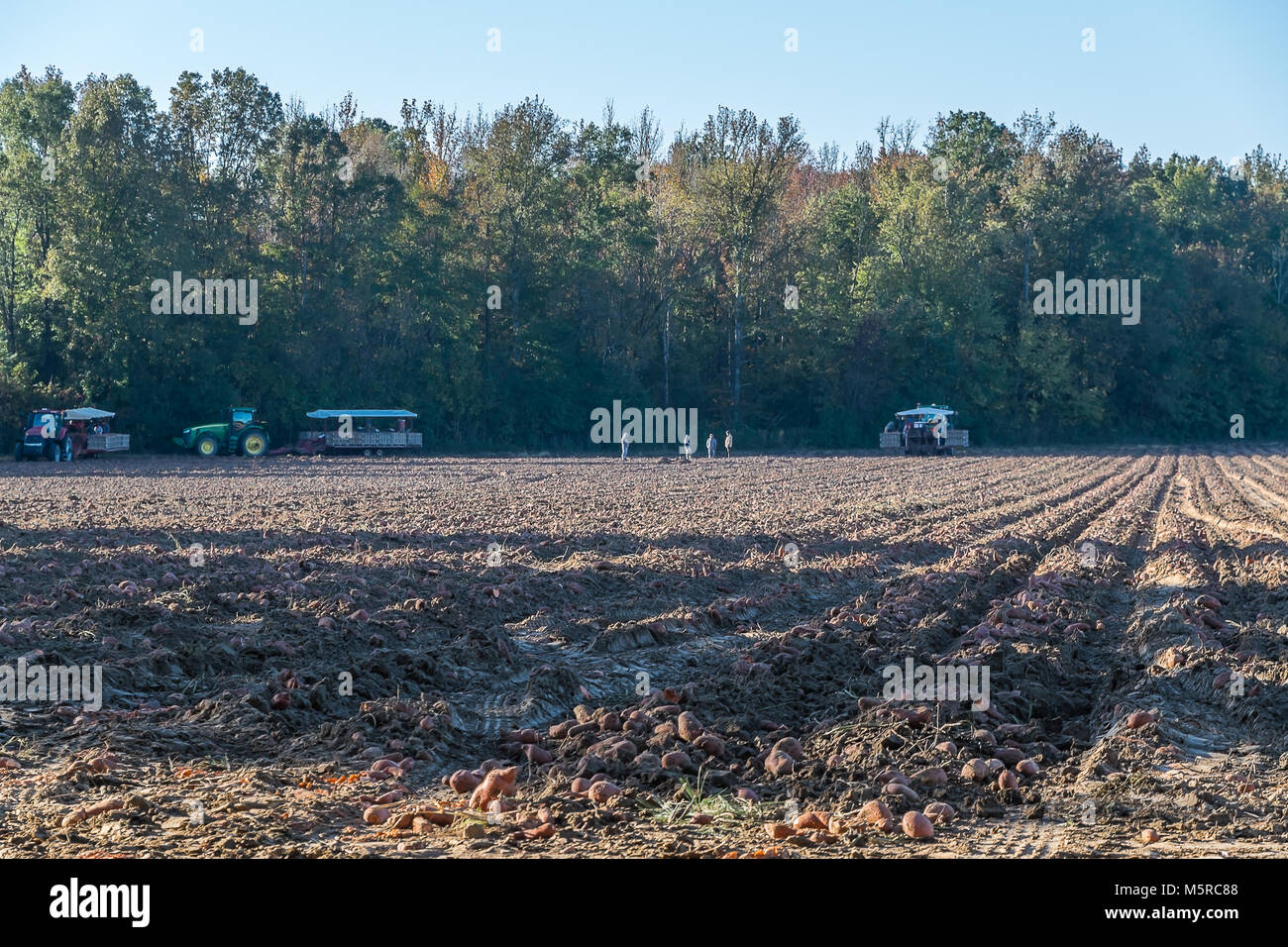 Comme le soleil levant met en avant la lumière, il jette une grande ombre sur un champ de patates douces du Mississippi du nord. Dans l'arrière-plan sont les travailleurs obtiennent re Banque D'Images