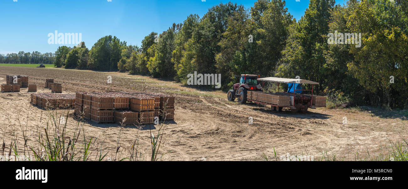 Une vue panoramique capture d'une opération de récolte de pommes de terre en Amérique du Mississippi. Banque D'Images