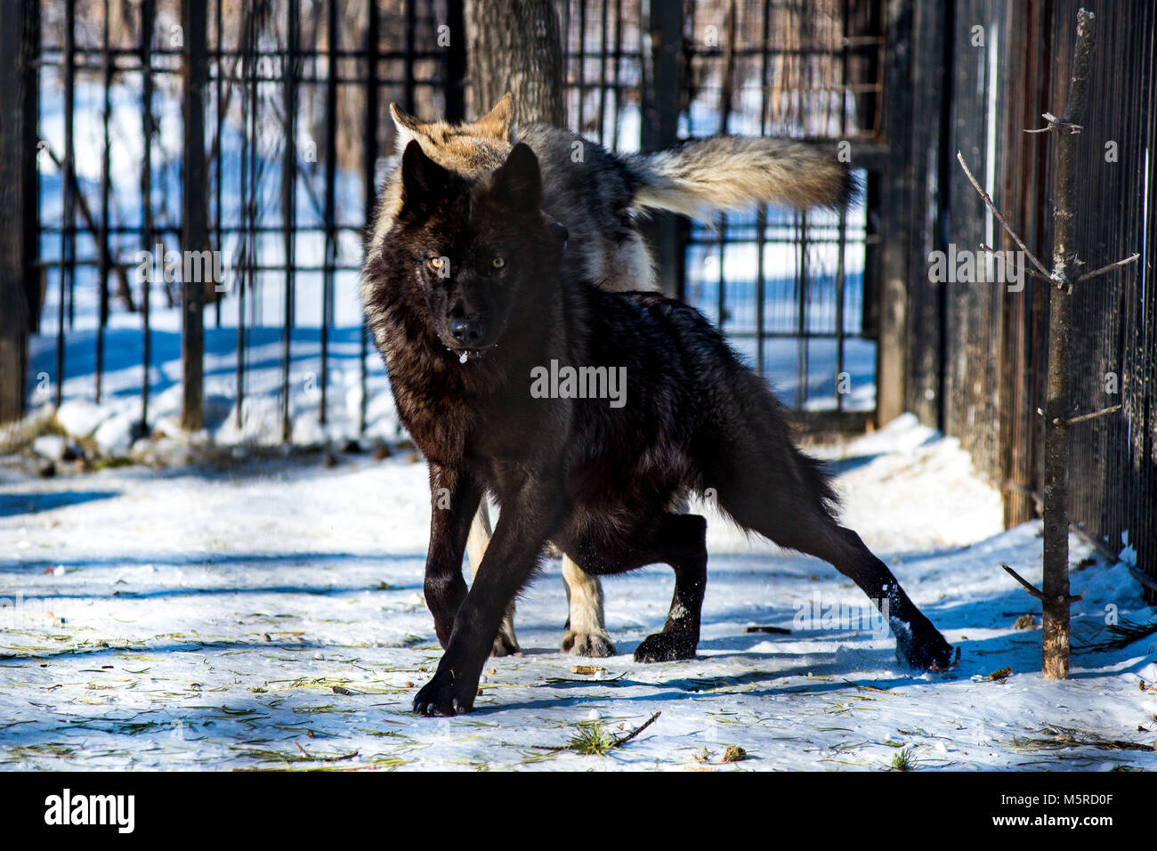 Loup Noir Banque d'image et photos - Alamy