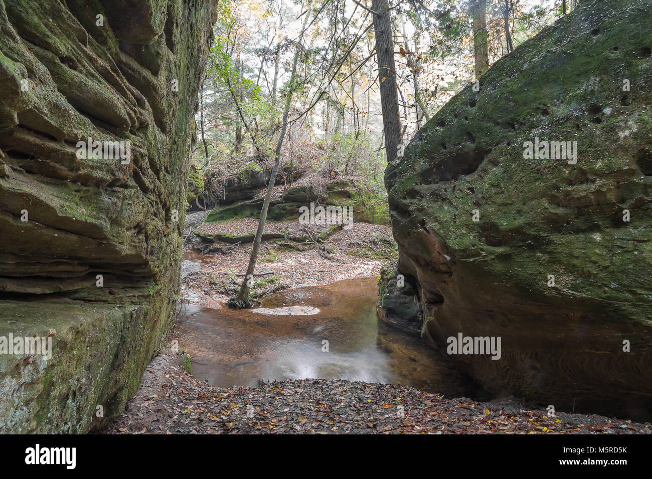 Sentier de randonnée pédestre à Dismals Canyon dans le comté de Franklin, Tennessee. Banque D'Images
