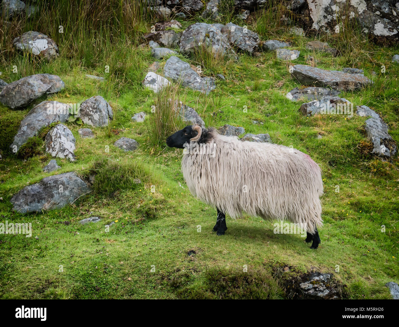 L'Achill Head dans le comté de Mayo sur la côte ouest de l'Irlande Banque D'Images