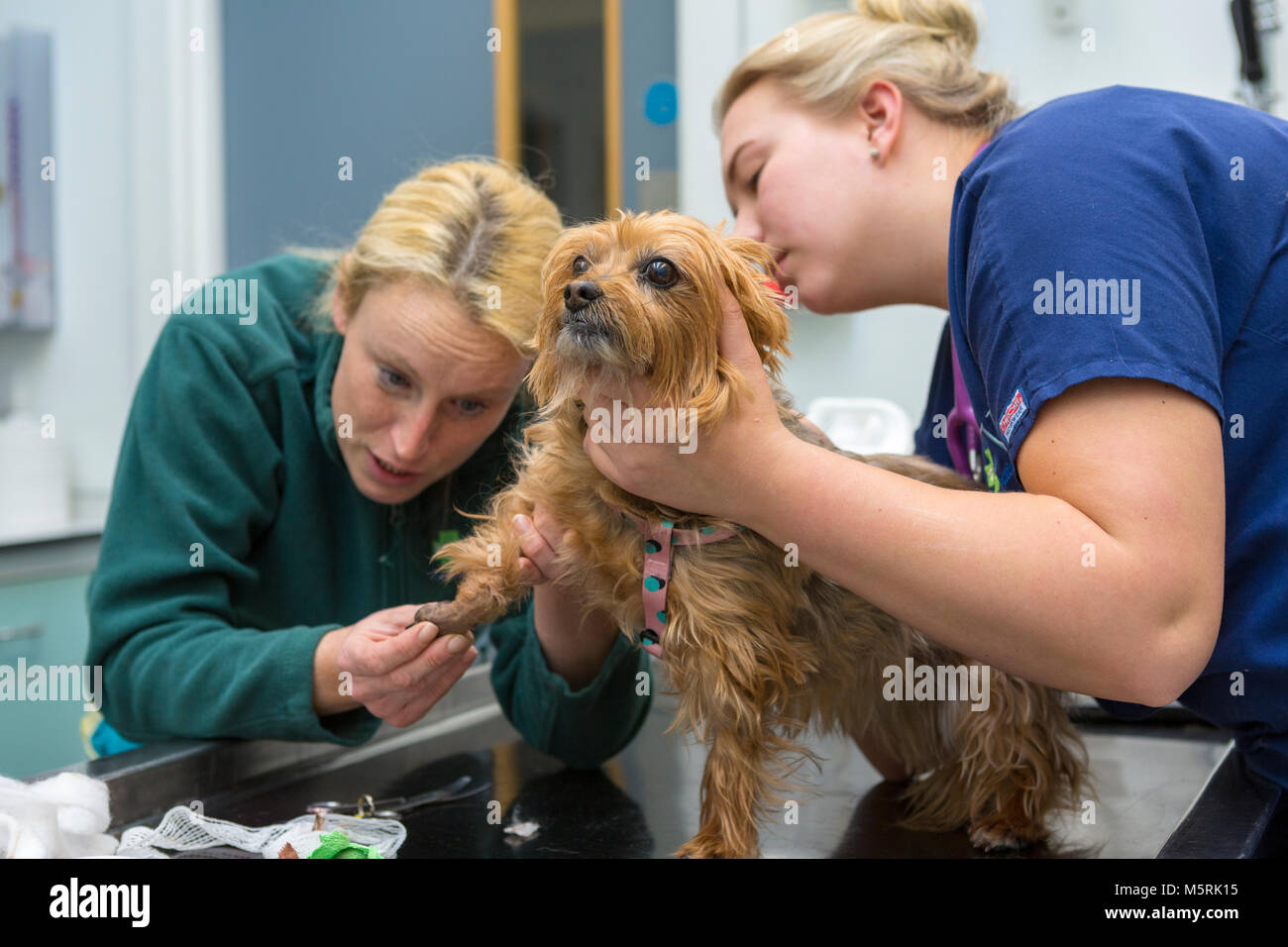 Vétérinaire vérifie le pied d'un petit chien dans un cabinet vétérinaire Banque D'Images Vétérinaire vérifie le pied d'un petit chien dans un cabinet vétérinaire Banque D'Images