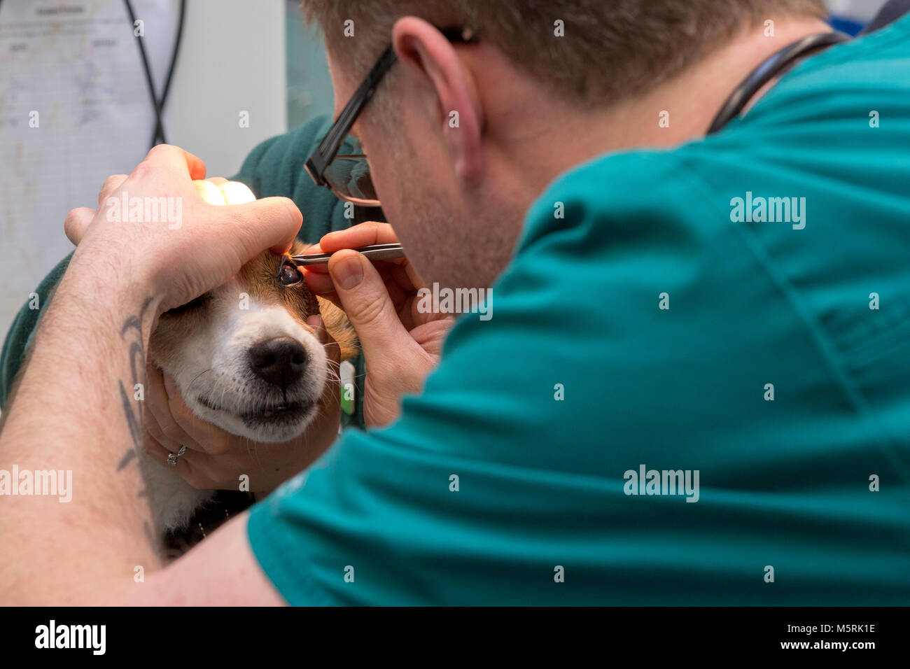 Infirmière vétérinaire supprime un objet de l'œil d'un chien dans un cabinet vétérinaire Banque D'Images Infirmière vétérinaire supprime un objet de l'œil d'un chien dans un cabinet vétérinaire Banque D'Images