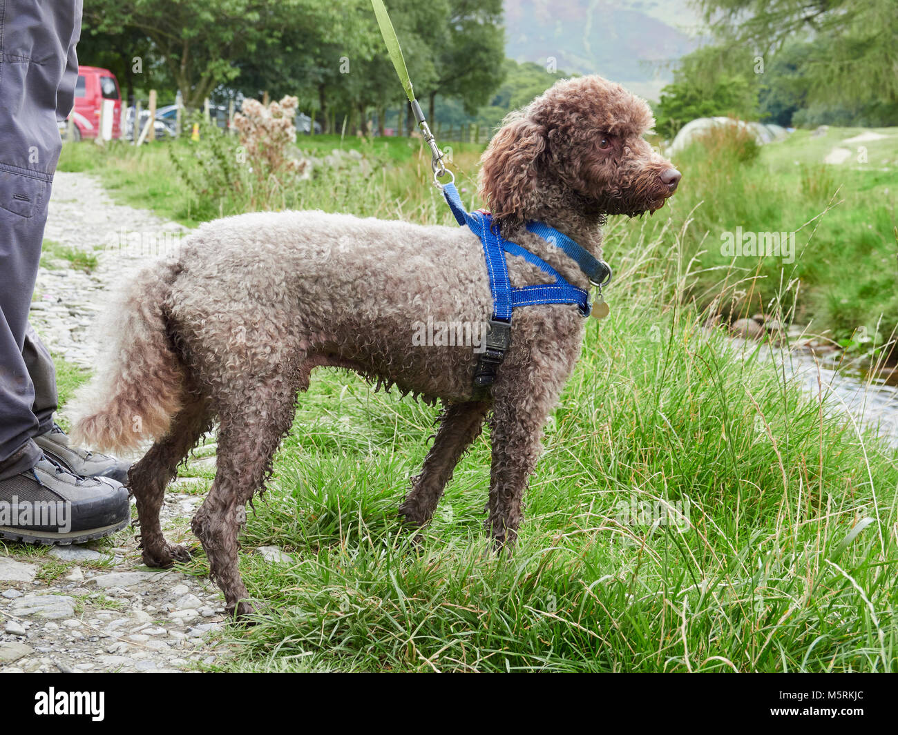 Un caniche miniature chocolat en laisse avec faisceau en promenade dans la campagne anglaise, au Royaume-Uni. Banque D'Images