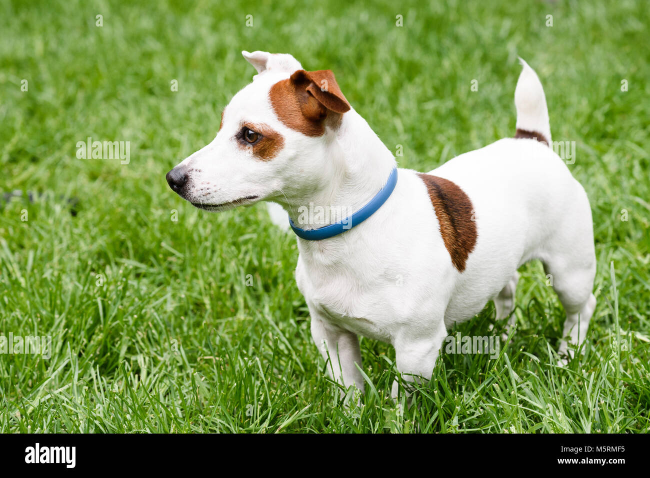 Chien adorable avec anti-acariens et de puce collier (vue latérale) Banque D'Images