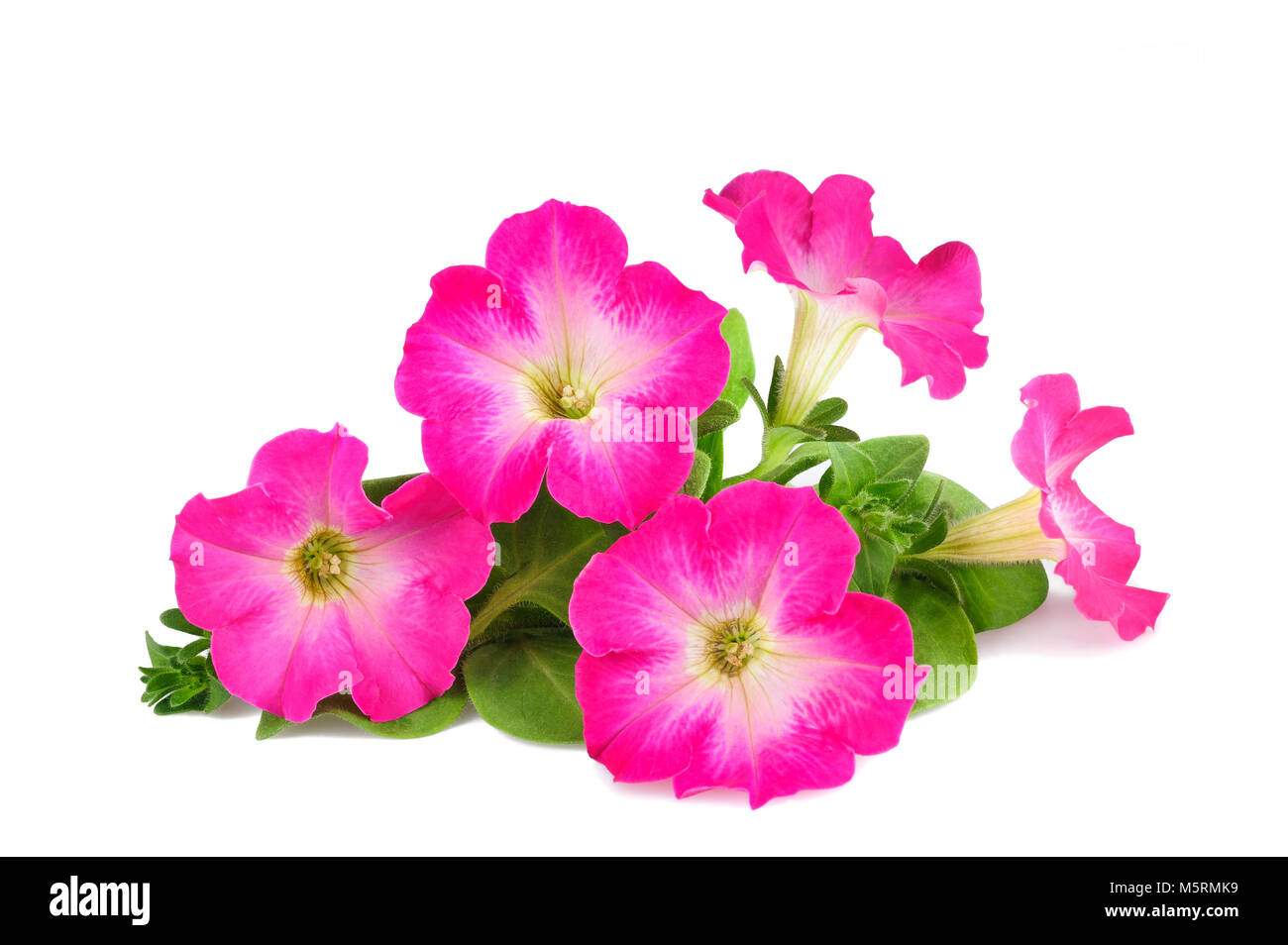 Fleurs surfinia rose isolé sur fond blanc Banque D'Images