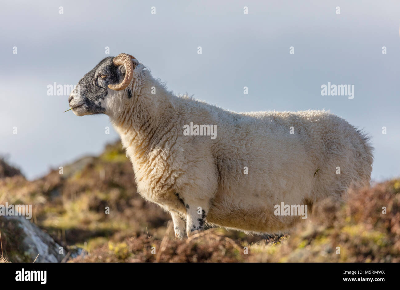 Moutons Blackface, hiver, Argyll et Bute, dans l'ouest de l'Ecosse, Royaume-Uni, UK Banque D'Images