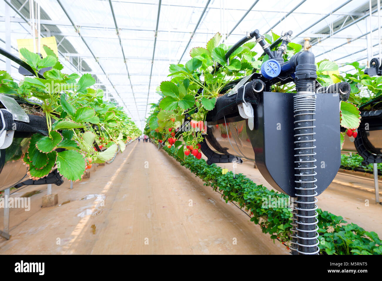 Chiang Mai, Thaïlande - 12 février : la technologie de l'agriculture intelligente tendance et internet des objets (iot), l'agriculture verticale concept. Strawberry chang tnk ferme. 12 février 2018 à Chiang Mai , THAÏLANDE. Banque D'Images