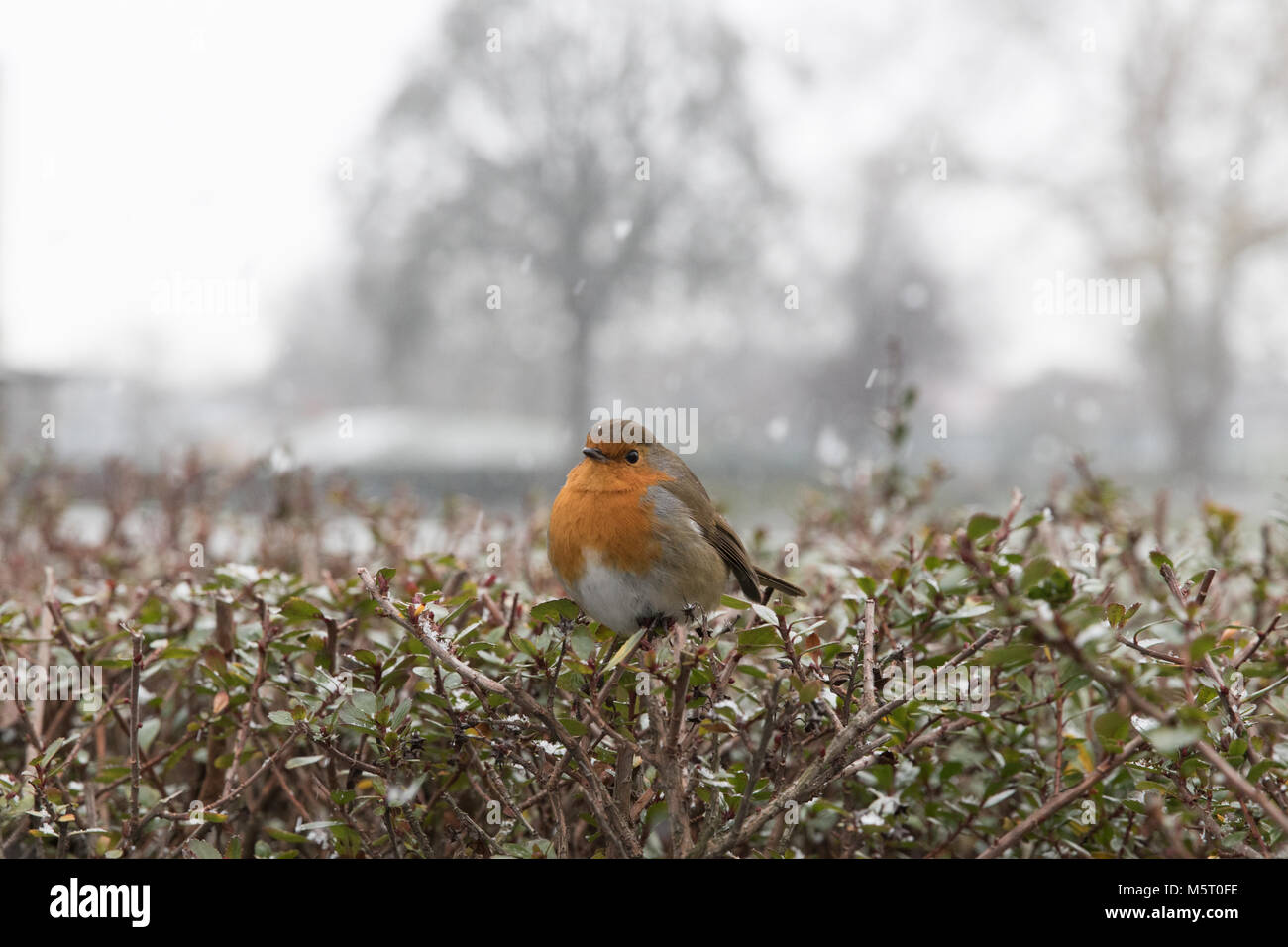 Londres, Royaume-Uni. 26 février 2018. Météo britannique. Dans la neige, comme Stoke Newington la "bête de l'Est' arrive. Robin sur une haie à Clissold Park. Credit : Carol Moir/Alamy Live News. Banque D'Images