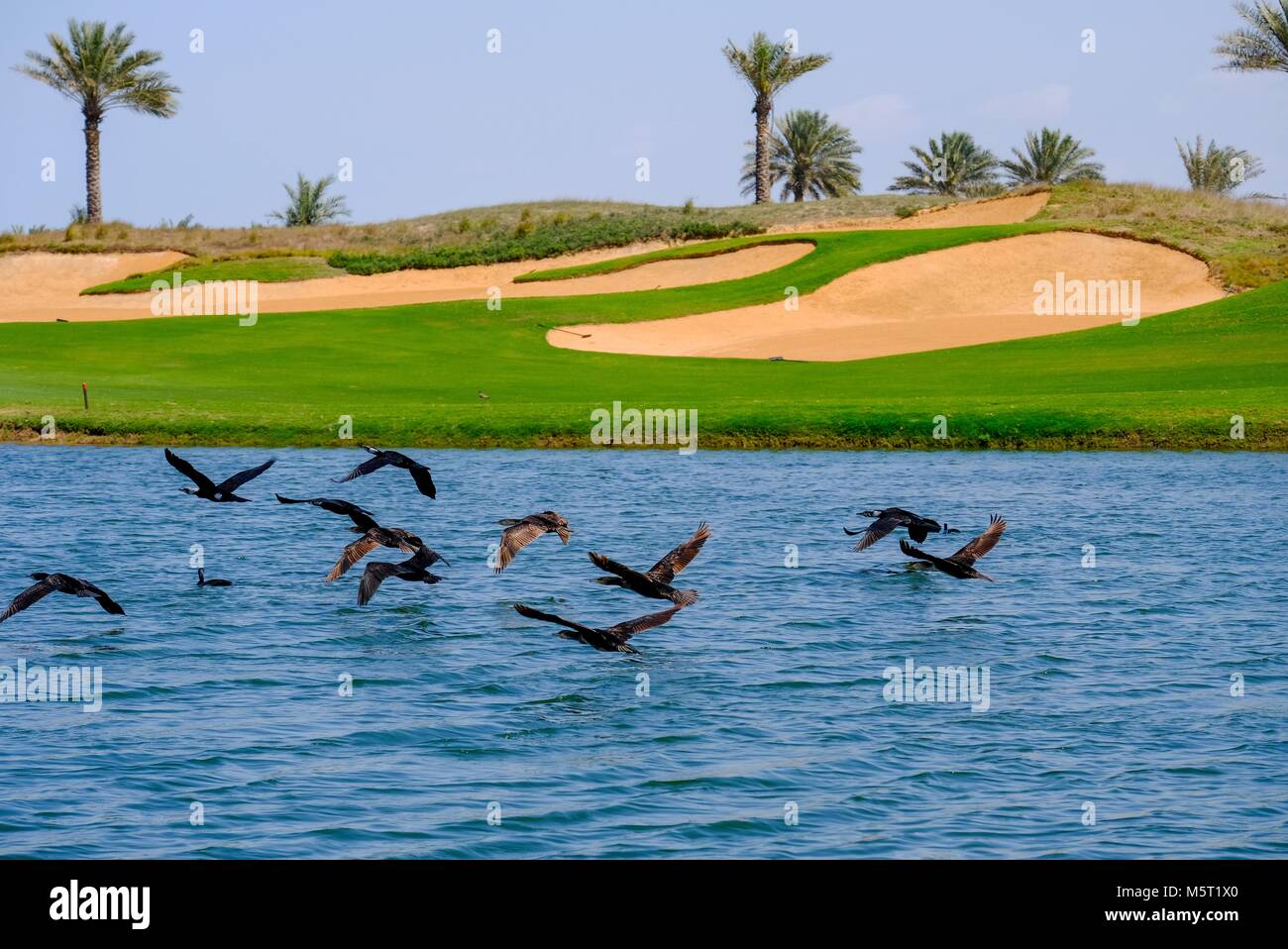 L'île de Saadiyat Abu Dhabi, UAE - 26 Février, 2018 : Egyptian goose Flying off à partir de l'eau en tant que photographe d'approches. Oie Egyption est originaire d'Afrique, dont l'Égypte est un grand et distinctement marqués. d'oiseaux d'eau C'est population s'accroît en Émirats Arabes Unis. Credit : Fahd Khan/Alamy Live News Banque D'Images