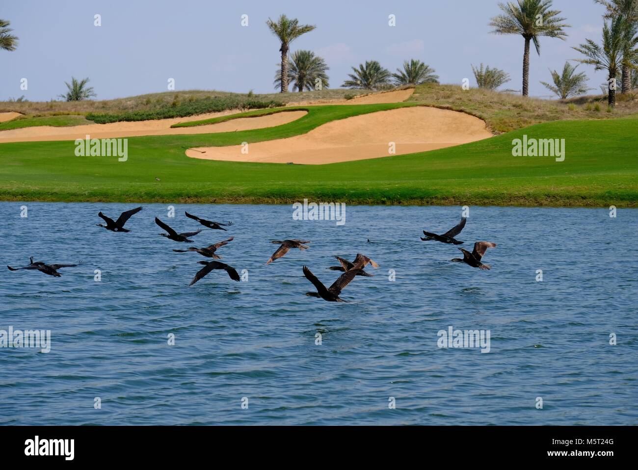 L'île de Saadiyat Abu Dhabi, UAE - 26 Février, 2018 : Egyptian goose Flying off à partir de l'eau en tant que photographe d'approches. Oie Egyption est originaire d'Afrique, dont l'Égypte est un grand et distinctement marqués. d'oiseaux d'eau C'est population s'accroît en Émirats Arabes Unis. Credit : Fahd Khan/Alamy Live News Banque D'Images