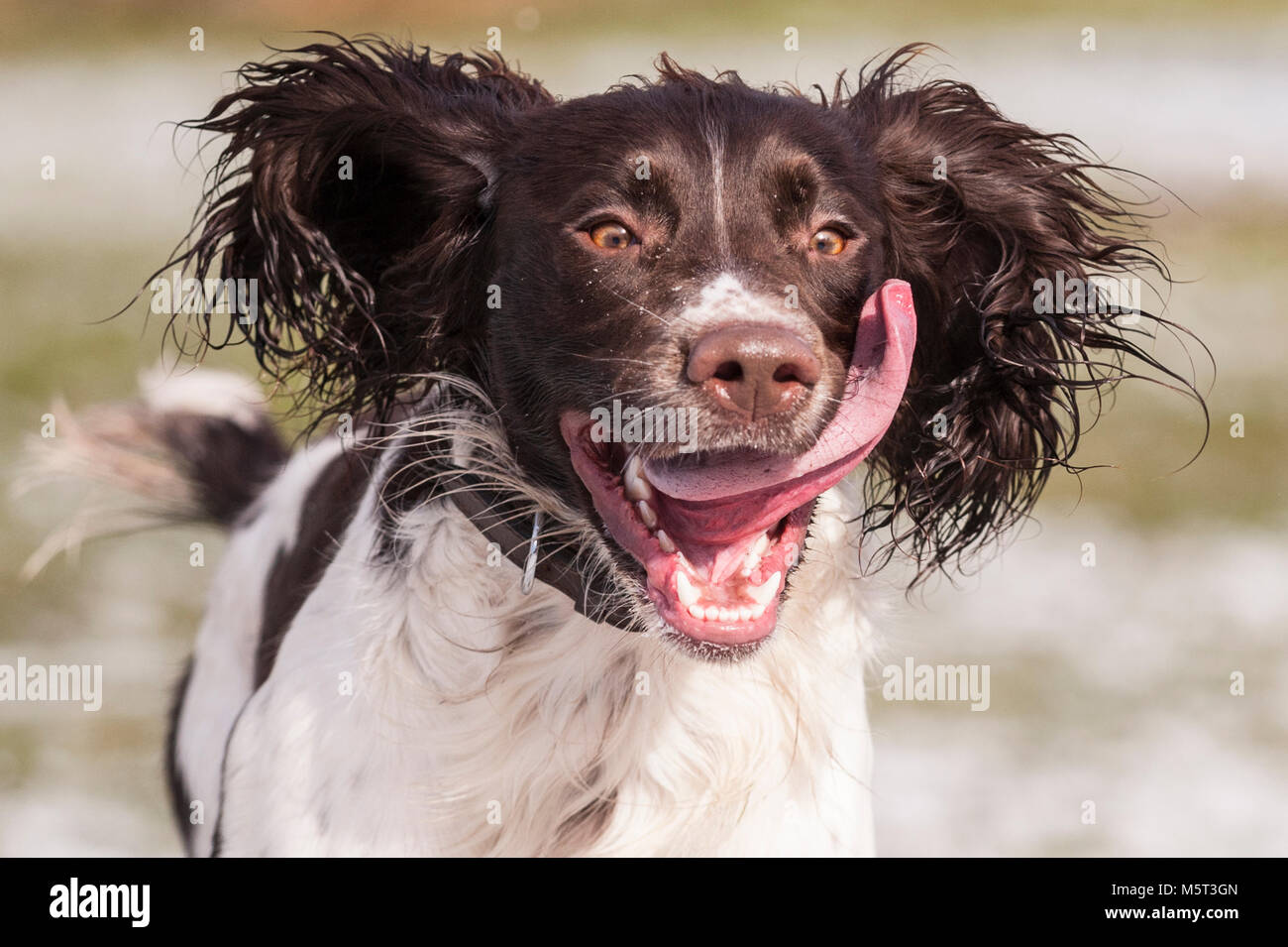 La Norfolk , Angleterre , Royaume-Uni. 26 février 2018. Sid le Springer Spaniel s'amusant dans le premier bit de la neige. Crédit : Tim Oram/Alamy Live News Banque D'Images