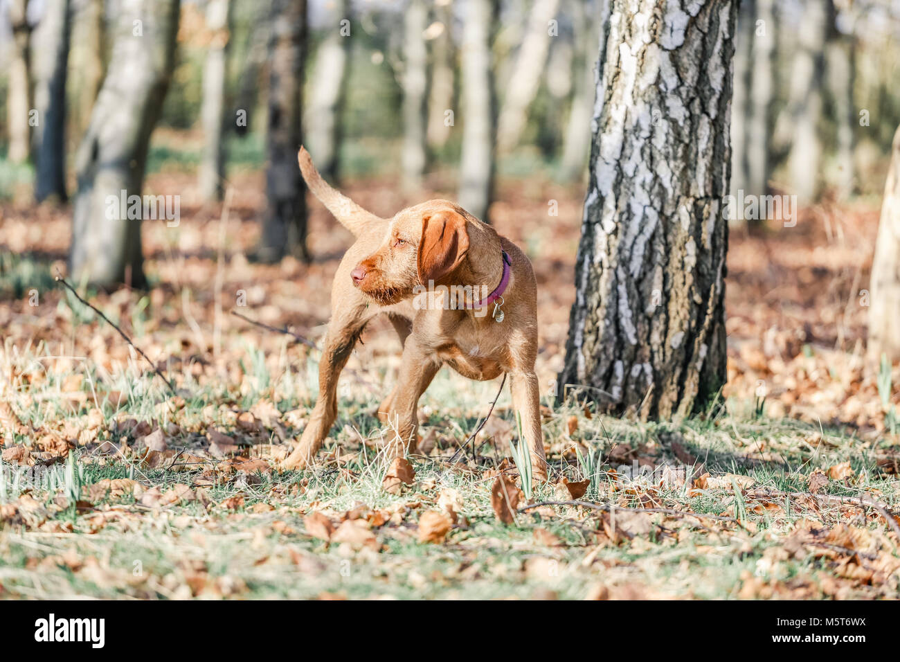 4 mois chiens chiot hongrois Vizsla devint Banque D'Images