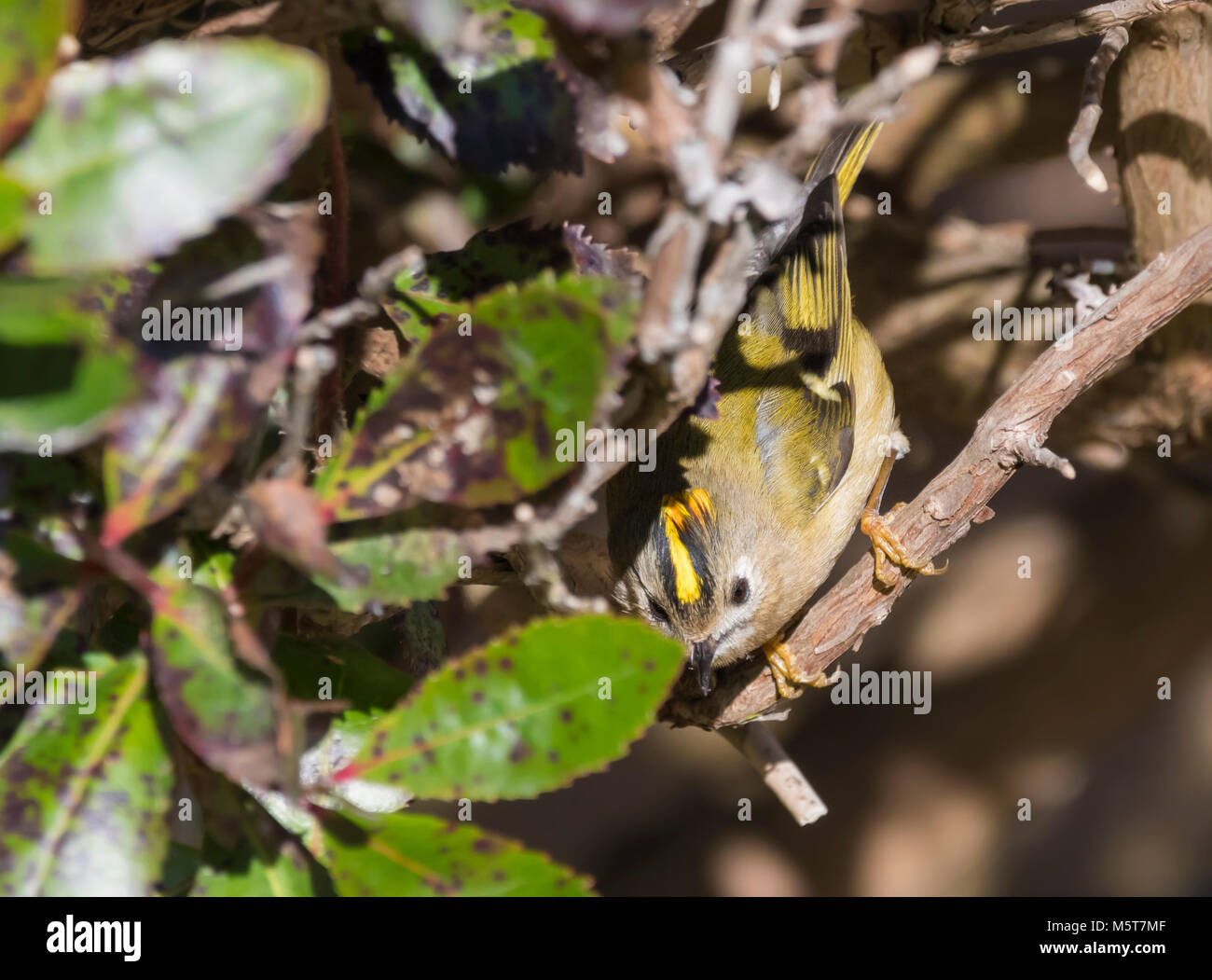 Hot bird Goldcrest (Regulus regulus) perché dans un buisson, un jour froid de l'hiver dans le West Sussex, Angleterre, Royaume-Uni. Banque D'Images