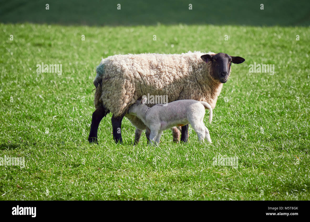 Les brebis avec leurs petits agneaux dans un champ vert au printemps dans la campagne anglaise. L'élevage, l'agriculture de montagne. Banque D'Images