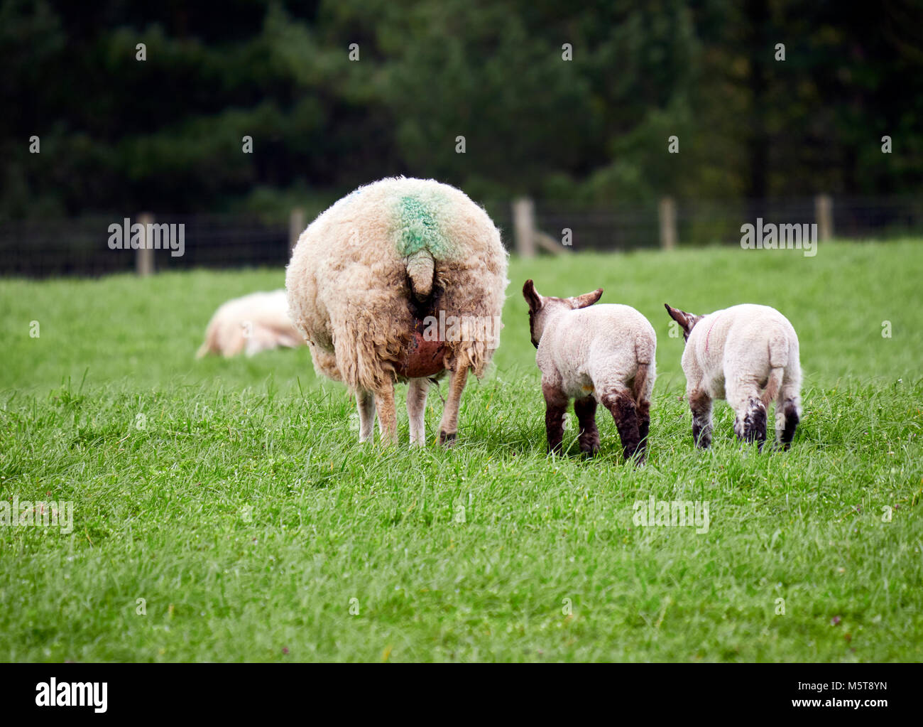 Les brebis avec leurs petits agneaux dans un champ vert au printemps dans la campagne anglaise. L'élevage, l'agriculture de montagne. Banque D'Images