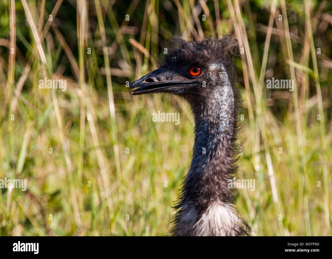 Oiseau Emu close up avec les yeux rouges et plumes tête farfelus Banque D'Images
