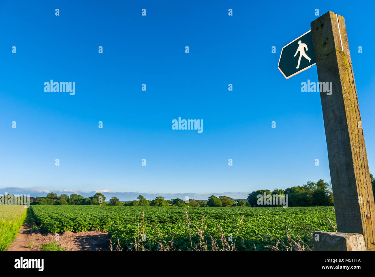 Campagne Sentier Public dans Cheshire, Royaume-Uni avec panneau sur un champ de pommes de terre. Banque D'Images