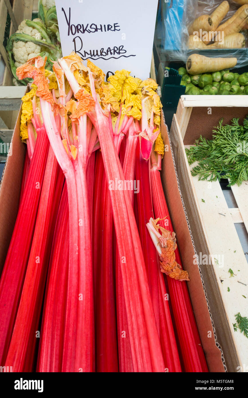 Meilleure qualité début Yorkshire Rhubarb cultivés dans la rhubarbe 'Triangle' Banque D'Images