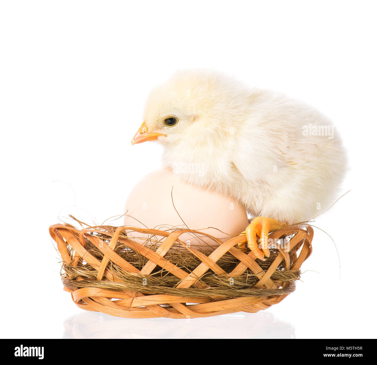 Nouveau-né sur fond blanc de poulet Banque D'Images Nouveau-né sur fond blanc de poulet Banque D'Images