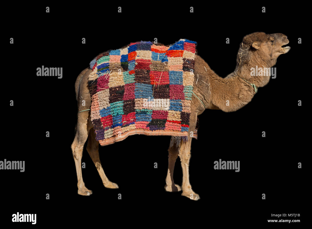 Camel sur noir Banque D'Images