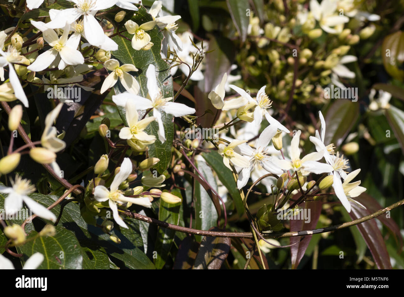 La fin de l'hiver, fleurs et feuillages de l'élégant, Clematis armandii grimpante à feuilles persistantes Banque D'Images