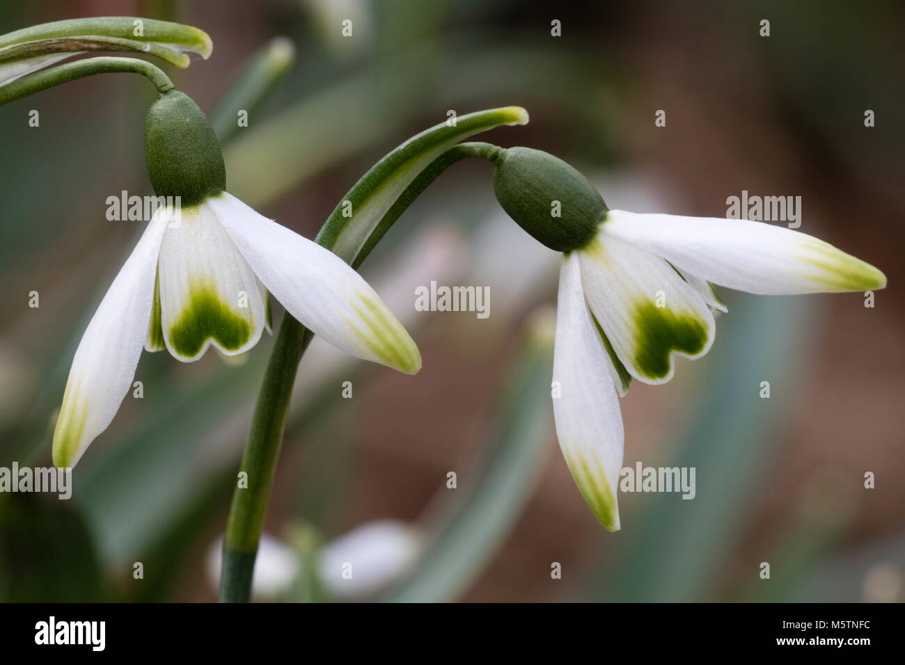 Fleurs bien marqué de l'hiver blooming snowdrop, Galanthus 'Green Arrow' Banque D'Images