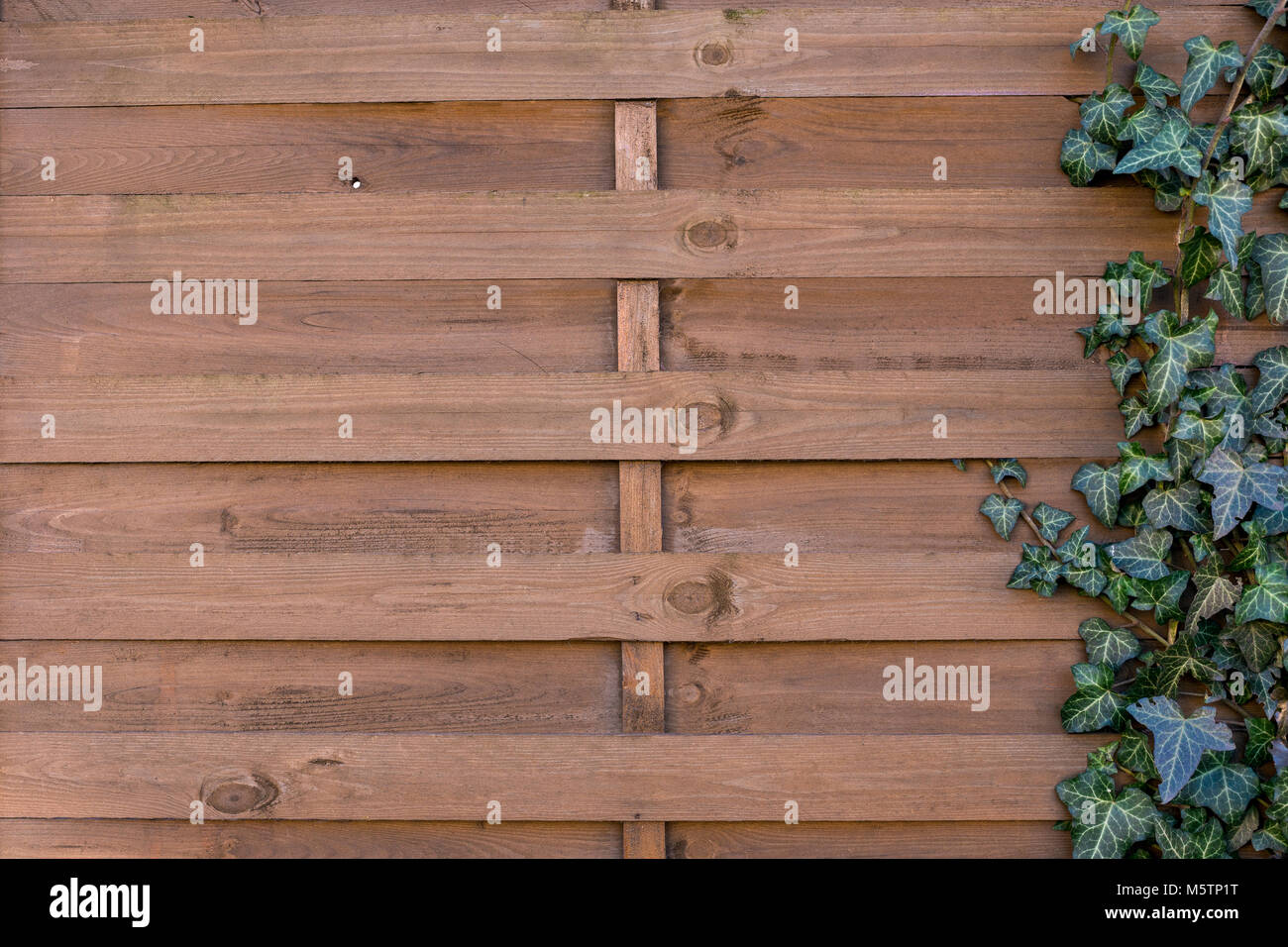 La texture du mur en bois avec fleur. Côté vintage de bâtiment ou de clôture, décoré de liseron des champs. Country Style, rural, concept décor Banque D'Images