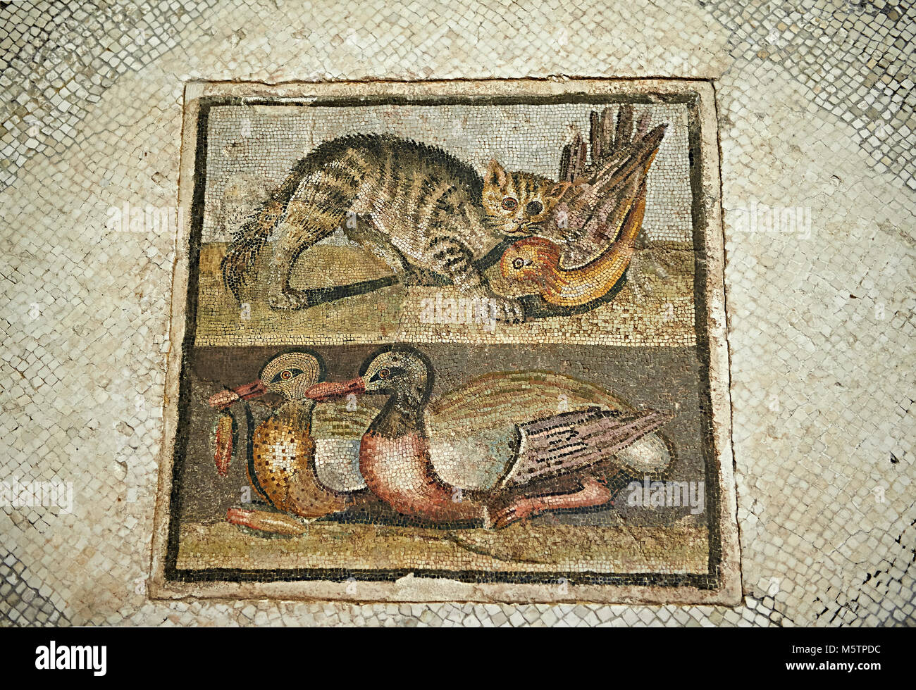 Mosaïque romaine avec cat et les canards. À partir de la villa romaine sur la Via Ardeatina, à côté Cecchignola, Rome. Ce panneau de plancher de mosaïque romaine représente un chat tryi Banque D'Images