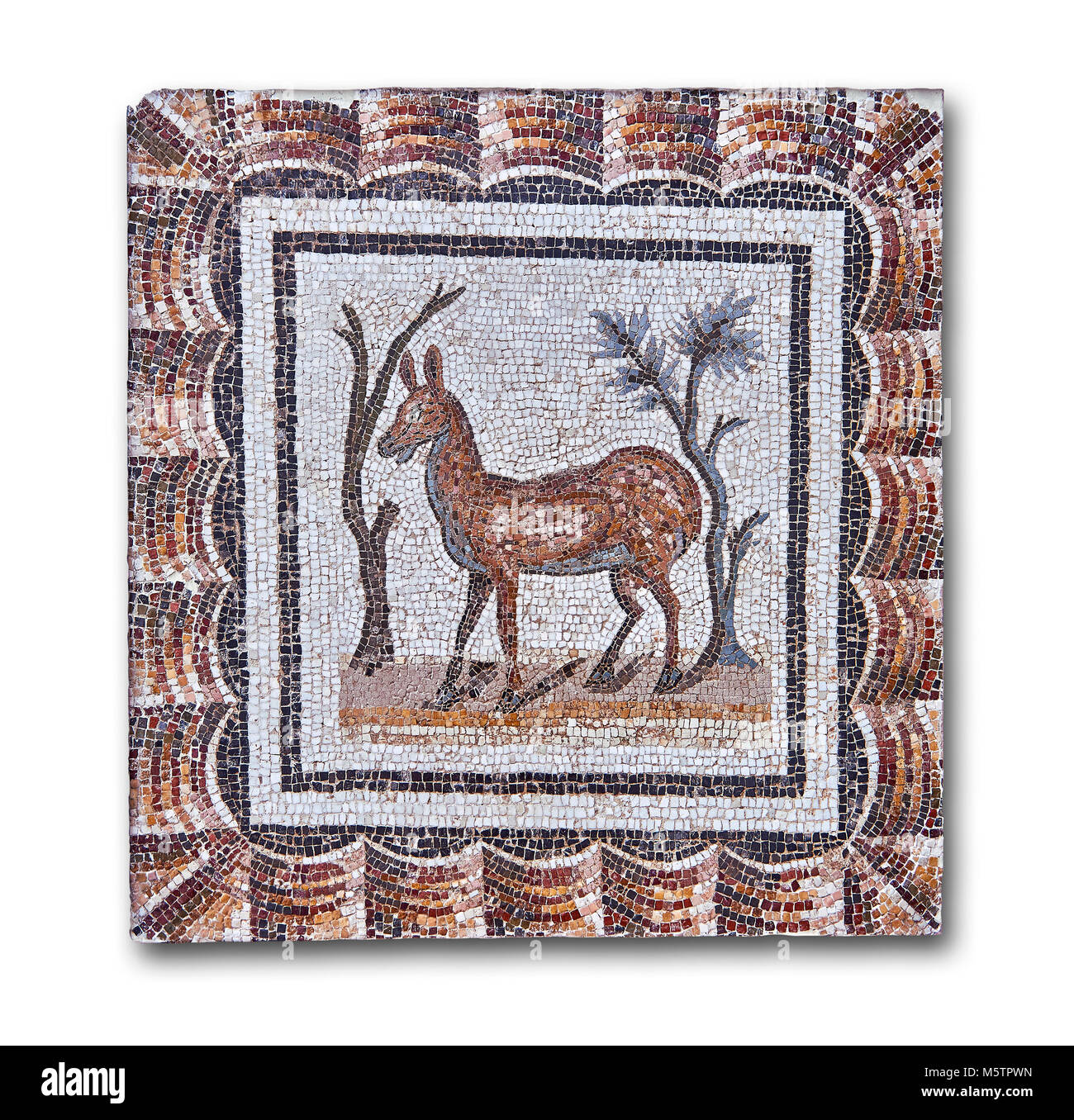 3e siècle mosaïque romaine l'inscription de deux cerfs entre deux arbustes. Thysdrus (El Jem), Tunisie. Le Musée du Bardo, Tunis, Tunisie. Fond blanc Banque D'Images