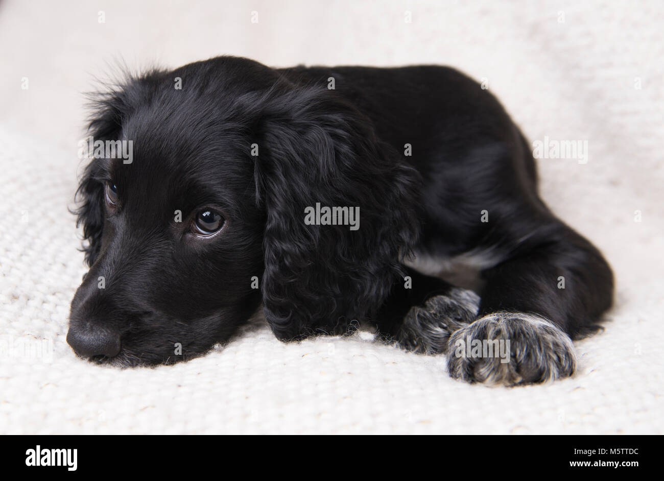 Un chiot Cocker Anglais. Banque D'Images