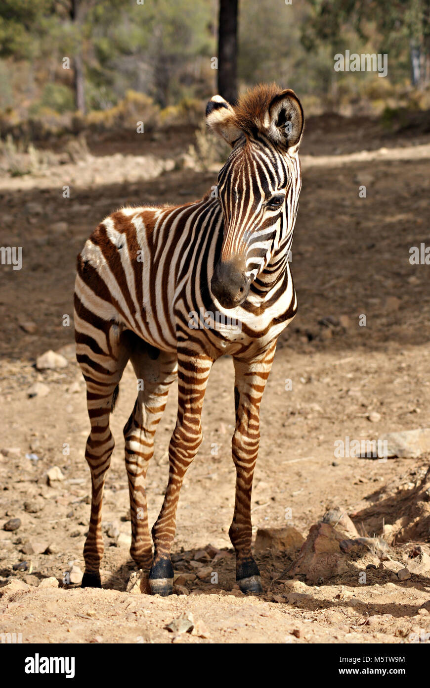 Curieux zebra foal Banque D'Images