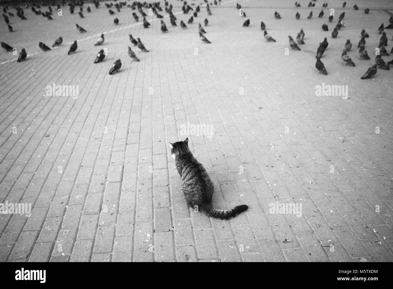 Le chat chasse les pigeons dans la ville Banque D'Images