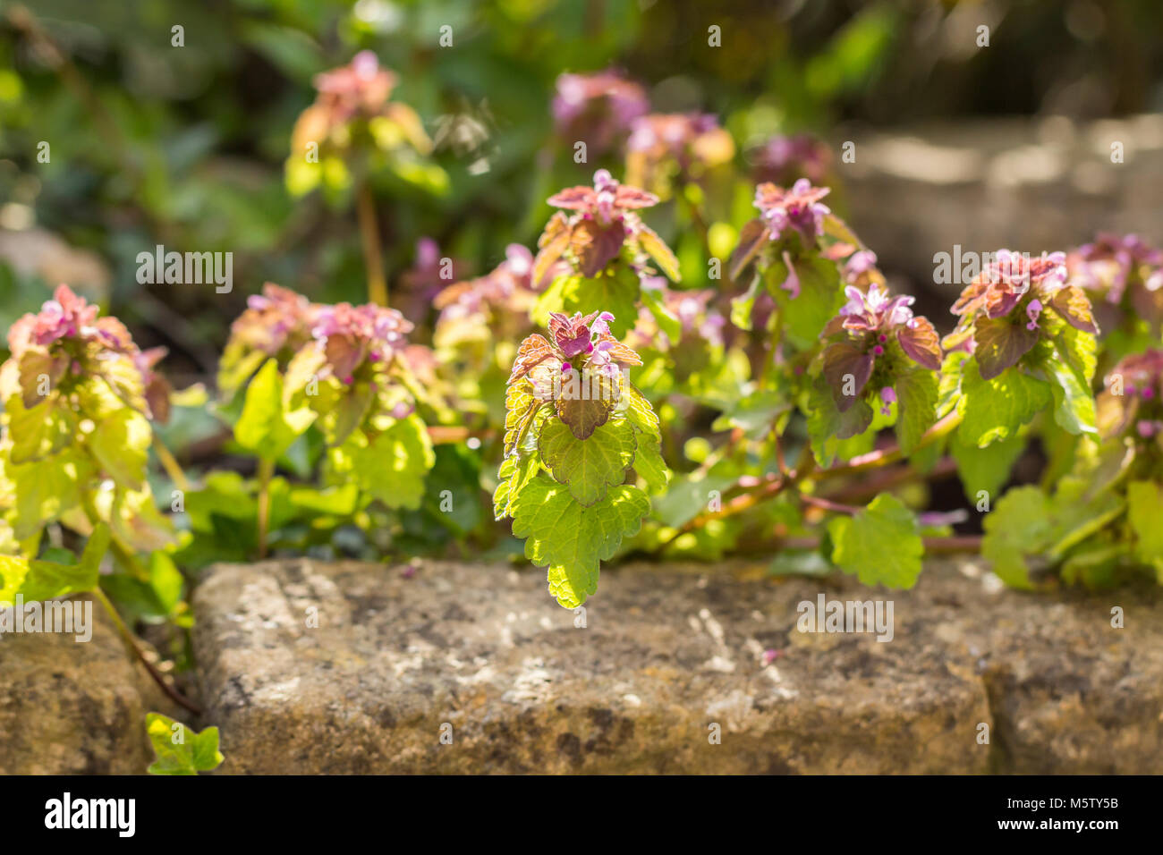 Lamium purpureum (deadnettle rouge) Banque D'Images