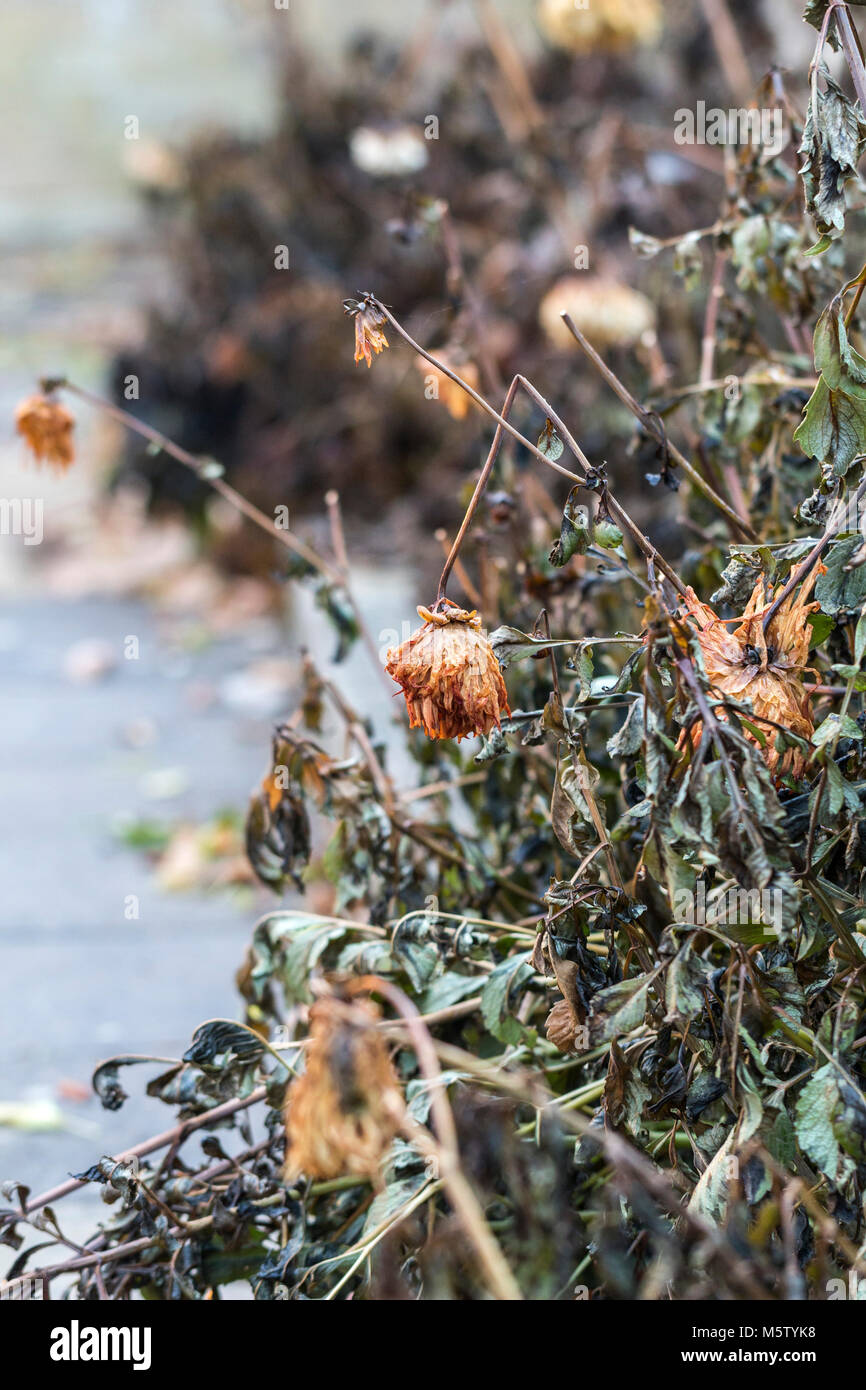 Dahlias mourir de retour après un frost Banque D'Images