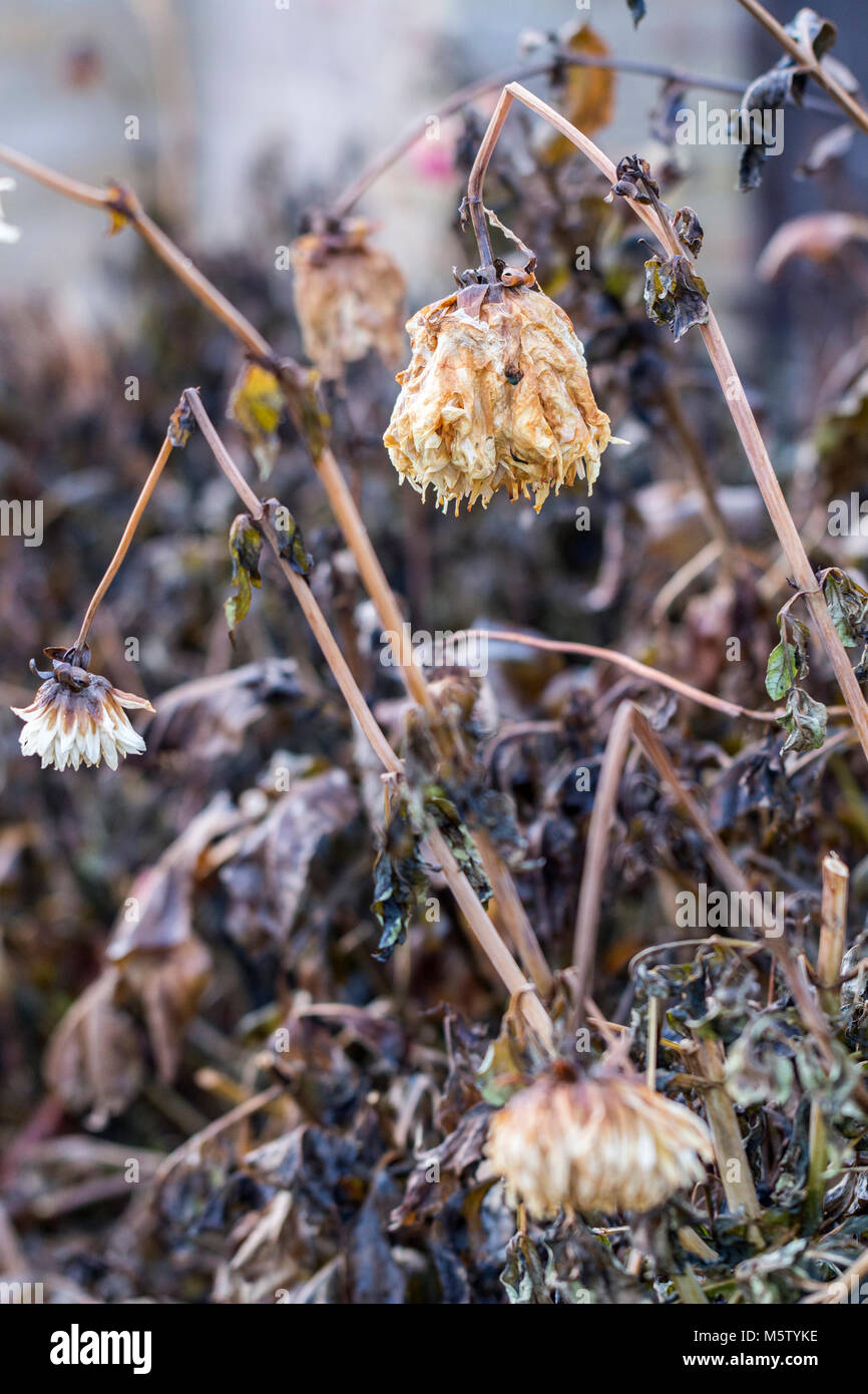Dahlias mourir de retour après un frost Banque D'Images