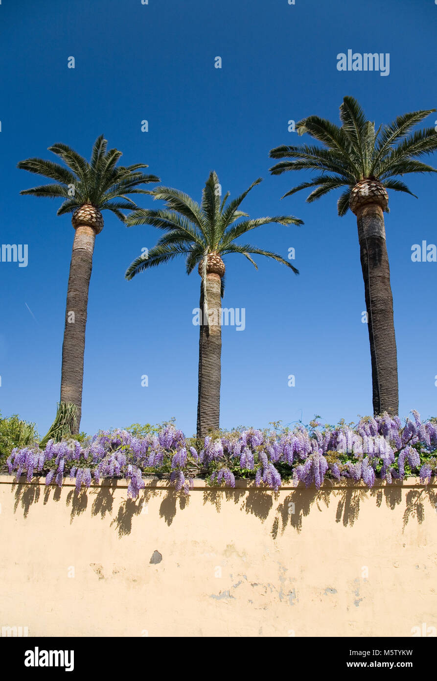 Trois palmiers sur une tour surmontée de glycine mur dans Sorrento, Italie. Banque D'Images