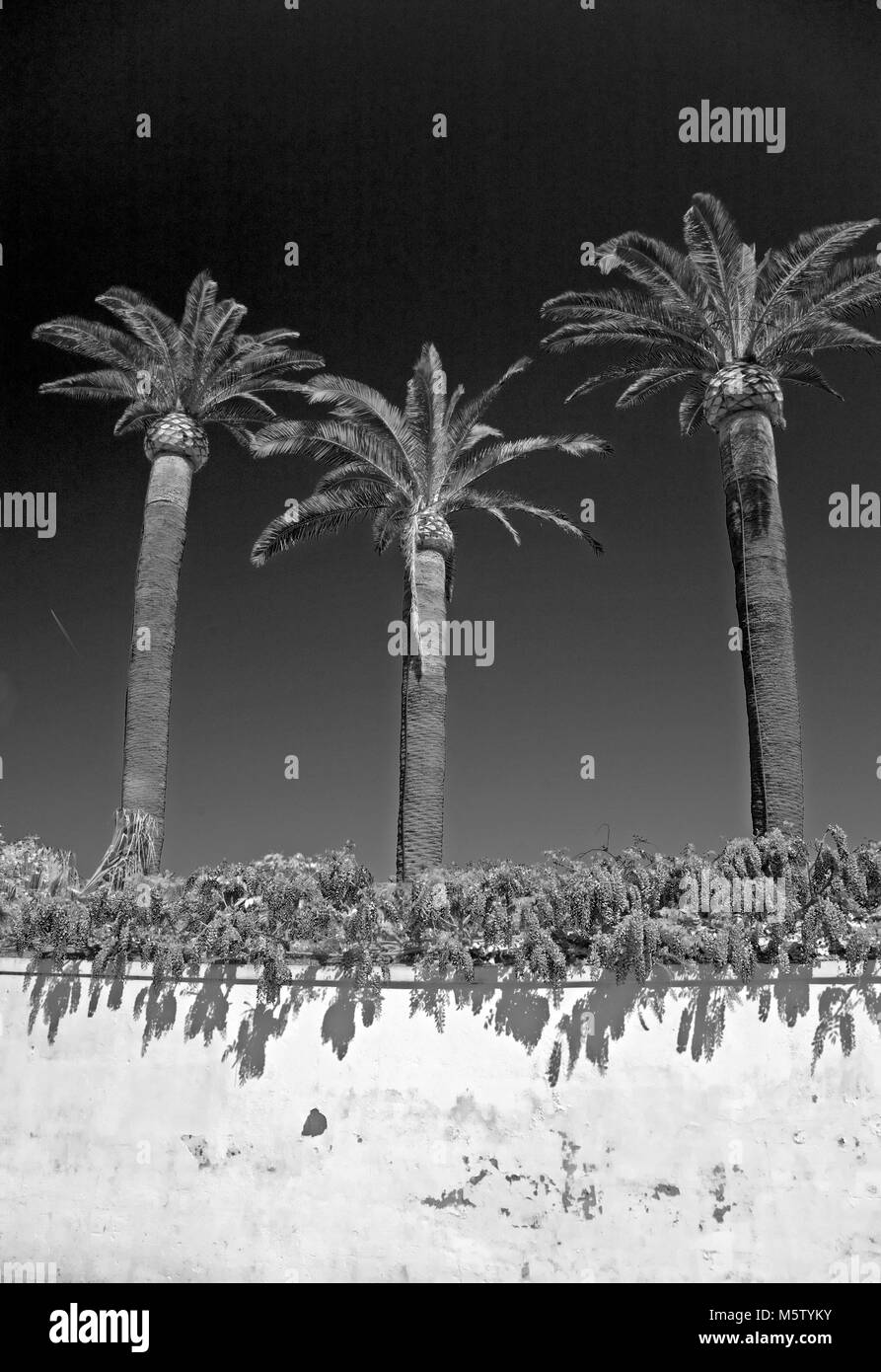 Trois palmiers sur une tour surmontée de glycine mur dans Sorrento, Italie. Image Monochrome. Banque D'Images
